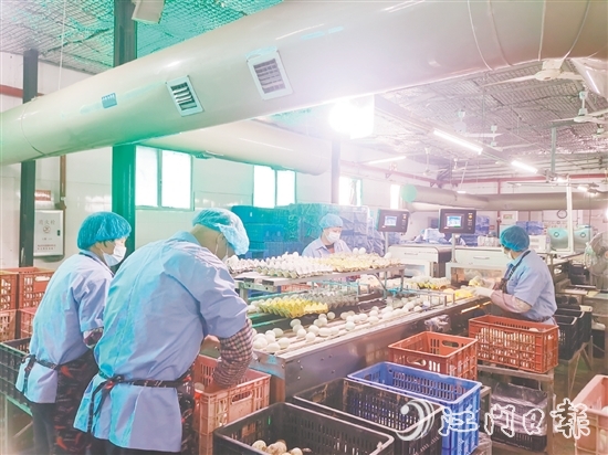 近年来，白沙镇龚边村咸蛋产业迎来蓬勃发展，小小咸蛋铺就村民的共富路，位于该村的威胜蛋品加工厂专注传统咸蛋制作，年产值达2000万元。