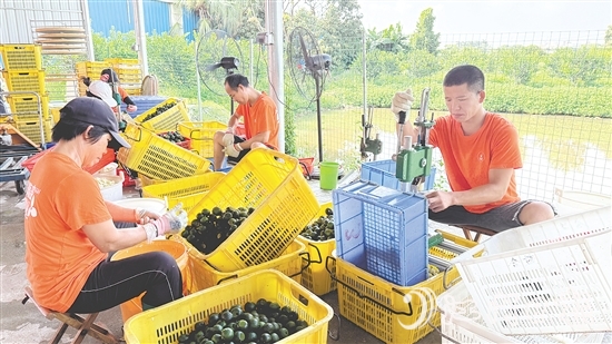 工人们正忙着将小青柑挖肉。 工人们正忙着将小青柑挖肉。