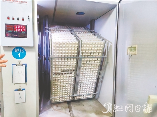 马冈鹅苗孵化中心配备鹅苗孵化机40台，年孵化总量达到400万只，年产值超过1.2亿元。