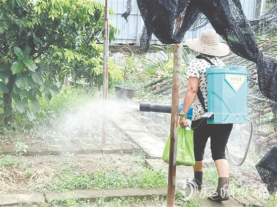 新会区安排消杀队伍每周多次开展覆盖式药物喷洒，通过系统化灭蚊作业，降低疾病传播风险。