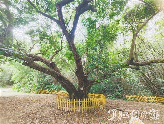 在人大监督推动下,开平市368棵古树全部登记在册,挂上保护牌。 在人大监督推动下,开平市368棵古树全部登记在册,挂上保护牌。