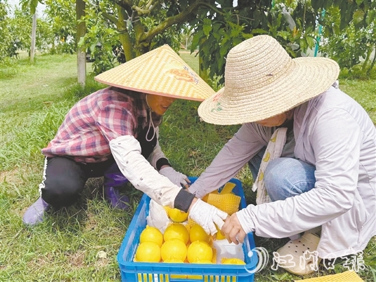 新一莲塘生态园是三合镇重点农文旅项目之一，园内黄晶果上市。