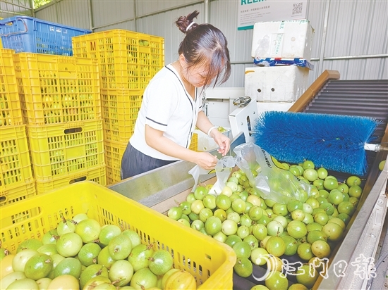 黄剑梅正在挑选百香果。 黄剑梅正在挑选百香果。