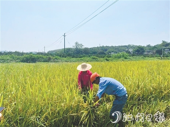 工作人员对水稻进行抽样测产。 工作人员对水稻进行抽样测产。
