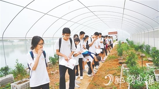 新会泓达堂陈皮庄园