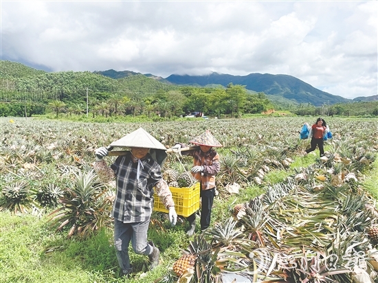 随着金钻凤梨等农产品走俏市场,农业产业链条加速延伸,“那吉优品”的知名度不断攀升。 随着金钻凤梨等农产品走俏市场,农业产业链条加速延伸,“那吉优品”的知名度不断攀升。