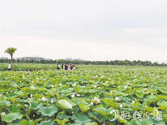 每到盛夏，梅江农业生态园荷花准时绽放，吸引游人打卡。