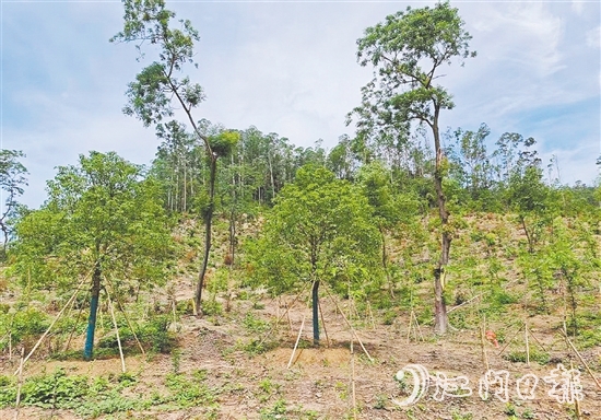 今年年初在圭峰山种下的树苗，现在正茁壮成长。