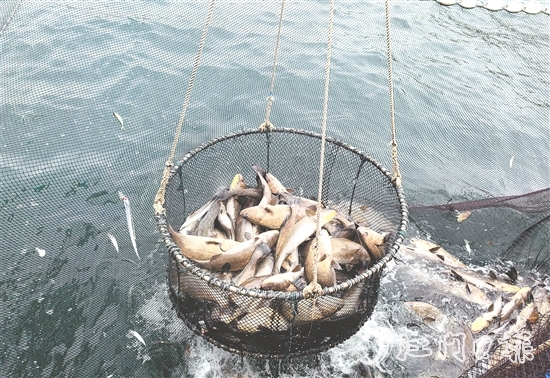 今年年初,“台山1号”喜迎丰收季,首批鮸鱼鲜美上市。 今年年初,“台山1号”喜迎丰收季,首批鮸鱼鲜美上市。