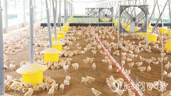 智能化管理系统全方位改善养殖环境,实现科学养殖。 智能化管理系统全方位改善养殖环境,实现科学养殖。