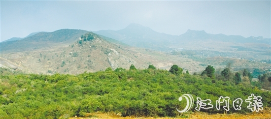 利奥集团经过多番考察，寻找到合适的山地种植油茶树。