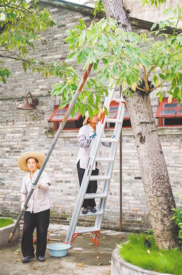 赤坎华侨古镇积极部署，对园区内的大量文物古迹和古树进行加固。景区供图