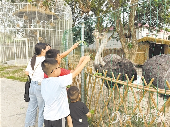 孩子们在动物长廊里喂食鸵鸟。 孩子们在动物长廊里喂食鸵鸟。