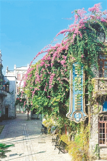 赤坎华侨古镇的杜鹃花盛放。 赤坎华侨古镇的杜鹃花盛放。