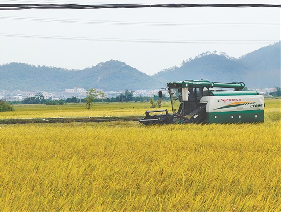 江门是农业大市、产粮大市，去年全市粮食产量首破100万吨，成为全省5个产量“破百”的产粮大市之一。图为今年台山海宴镇秋收场景。郭永乐
