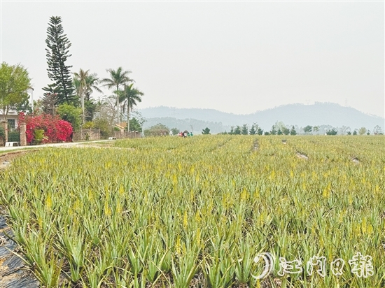 瑷露德玛芦荟庄园作为台山特色旅游景区，拥有优美的自然风光和独特的芦荟种植景观。