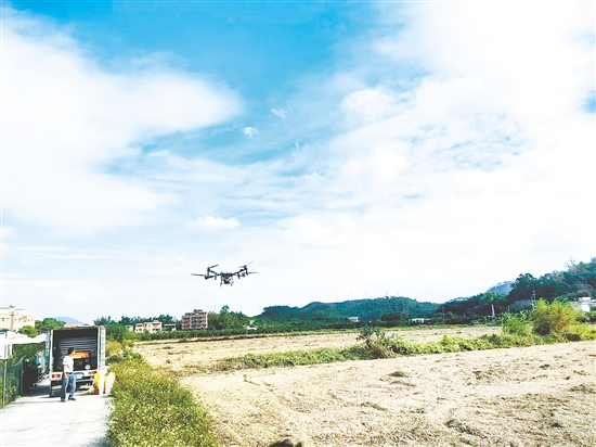鹤山加快推进2025年粮食冬种生产工作。图为鹤山市供销社开展植保无人机作业。 鹤山加快推进2025年粮食冬种生产工作。图为鹤山市供销社开展植保无人机作业。
