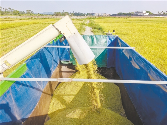 金色的稻谷如同“黄金瀑布”。