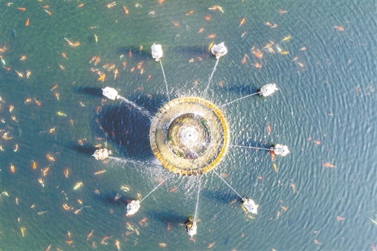 揽月池是城西村打造乡村景观的代表性项目之一。通过发动本村华侨和乡贤助力，结合自身资源特点建成。