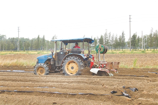 2025年江门市冬种生产现场会在恩平举行。 2025年江门市冬种生产现场会在恩平举行。