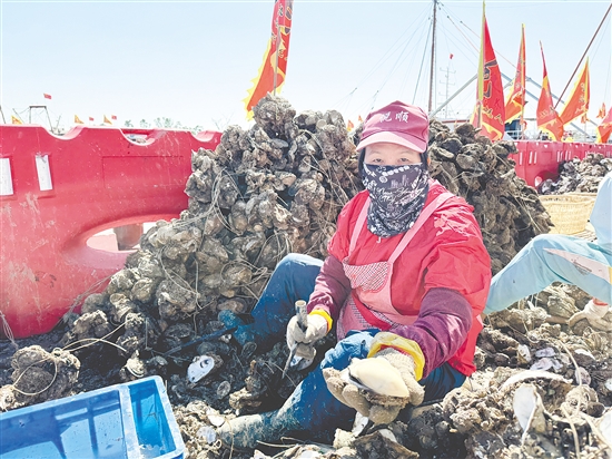 凭借生蚝优良的品质,汶村镇正从“养蚝卖蚝”向“品牌兴蚝”迈进。 凭借生蚝优良的品质,汶村镇正从“养蚝卖蚝”向“品牌兴蚝”迈进。