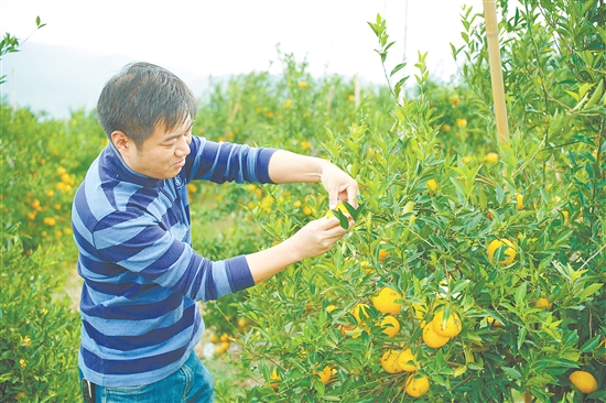 2025年新会大红陈皮柑采摘仪式结束后,嘉宾们走进柑园体验采摘乐趣。 2025年新会大红陈皮柑采摘仪式结束后,嘉宾们走进柑园体验采摘乐趣。