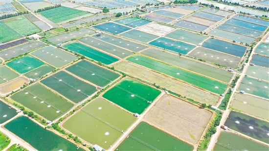 2024年大鳌镇水产养殖面积约3万亩，鲜虾年产量达3万吨，全产业链产值近30亿元。图为连片虾塘。