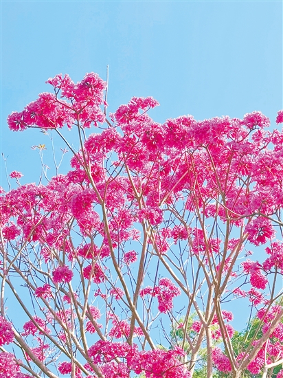 紫花风铃木绽放。