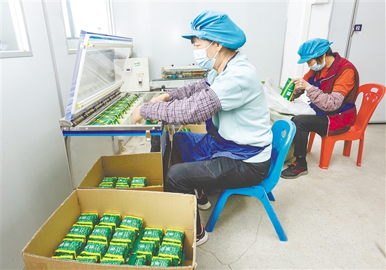 米仓村是恩平簕菜这一国家农产品地理标志保护产品的核心产区。图为工人在手工制作簕菜茶。