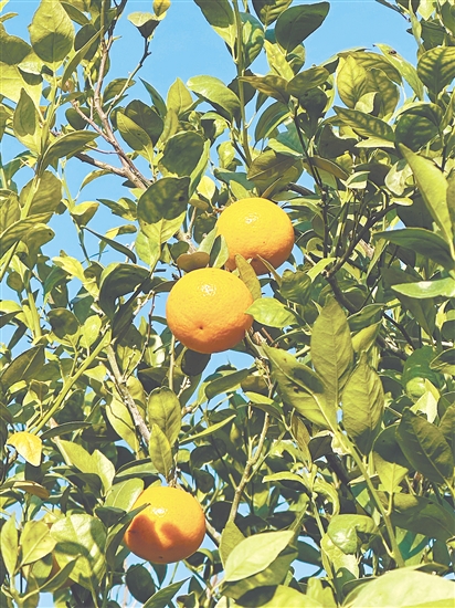 沃柑在阳光下泛着油亮光泽。