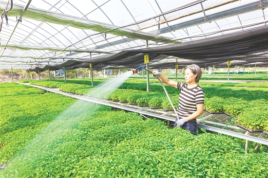 冲蒌镇深化新型农业经营体系改革，发展新型农村集体经济，侨农勤耕农场南瓜产业经营模式入选全国典型案例。