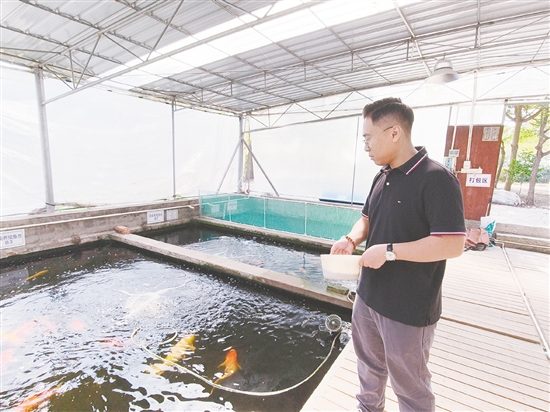 此次出口欧盟，让开平锦鲤真正走向世界，瑞鳞水产更是凭借出口资质，为江门、开平10余家传统观赏鱼养殖场提供检疫、出口服务，让本土养殖场的锦鲤身价倍增，为乡村振兴注入新活力。