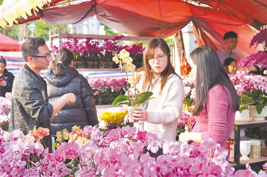 各式年花引来不少市民购买。