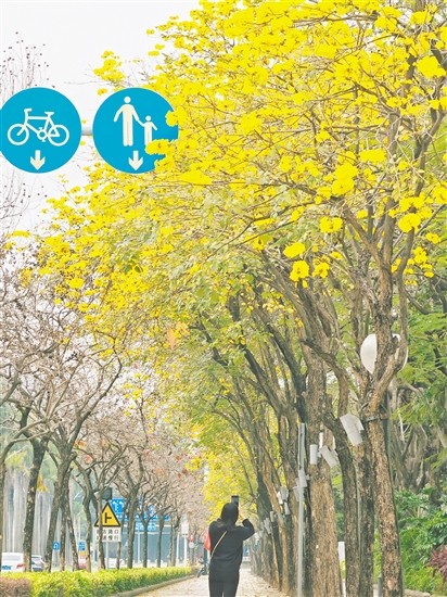 黄花风铃木为江门绘就了满城尽带“黄金甲”的绝美画卷。