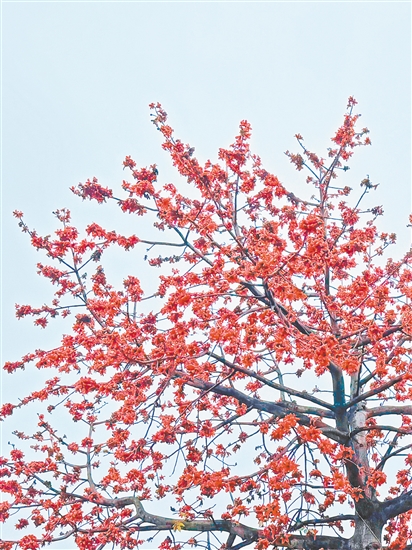 江门街头木棉花红似火。