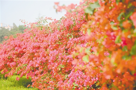 东湖公园簕杜鹃盛放。