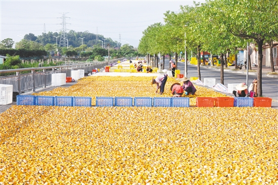 近年来，茶坑村大力推进“百千万工程”，推动农文旅深度融合，实现产业兴旺。