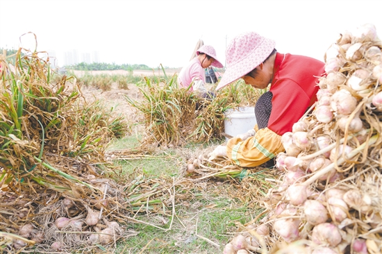 金山火蒜迎来收获季，蒜农们抢抓农时，熟练地采挖、分拣、捆扎。
