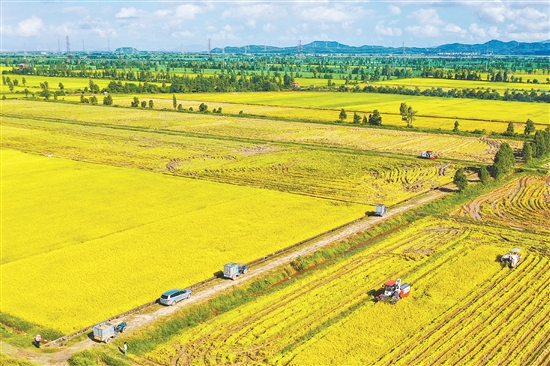 “广东第一田”项目规划总用地面积22.5万亩。项目计划建设粮食博览会展服务区、粮食农业科技示范区、粮食主题农业景区,开展莘村风貌提升等内容,建成后塑造“广东第一田”品牌,助力都斛镇农文旅高质量发展。 “广东第一田”项目规划总用地面积22.5万亩。项目计划建设粮食博览会展服务区、粮食农业科技示范区、粮食主题农业景区,开展莘村风貌提升等内容,建成后塑造“广东第一田”品牌,助力都斛镇农文旅高质量发展。