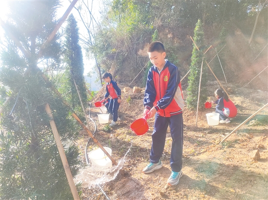 江海区麻二金紫学校学生栽种罗汉松。