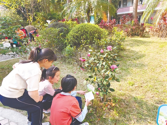 茶花融入培英小学日常教学。
