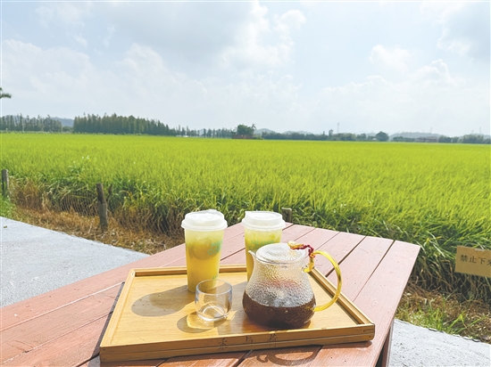 慕禾咖啡馆坐拥270度无遮挡的赏禾美景。