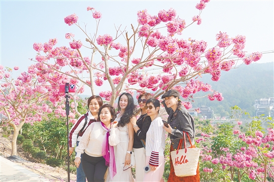 来苏村凭借浪漫的紫花风铃木花海成功“出圈”。