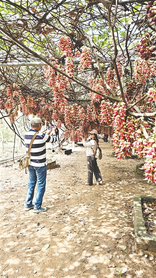 游客在禾雀花长廊拍照“打卡”。