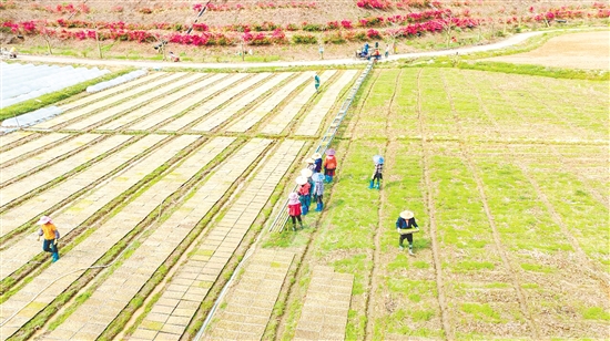 鹤山市宅梧镇源林农业育秧育种基地内一片忙碌。