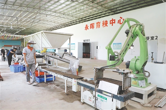 开平市永晖农机专业合作社联合社的育秧车间内,全自动育秧机高效运转。 开平市永晖农机专业合作社联合社的育秧车间内,全自动育秧机高效运转。