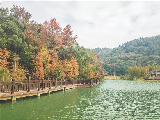 新会石涧公园大石头风景区羽杉景观是新会绿美热门打卡点。