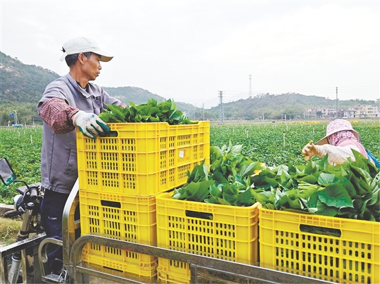 北陡镇特色薯叶迎来丰收，实现产销两旺。