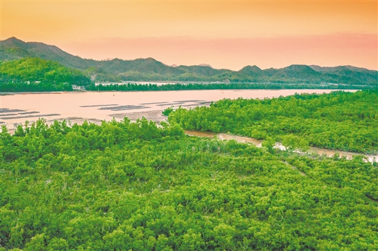 镇海湾红树林国家湿地公园是宝贵的红树植物基因库和鸟类栖息地。 镇海湾红树林国家湿地公园是宝贵的红树植物基因库和鸟类栖息地。