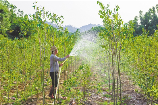 全镇沉香种植面积达8000多亩,有效带动群众实现稳定增收。 全镇沉香种植面积达8000多亩,有效带动群众实现稳定增收。